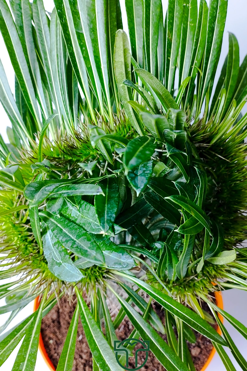 Pachypodium Lamerei Cristata Madagaskar Palmiyesi Koleksiyonluk