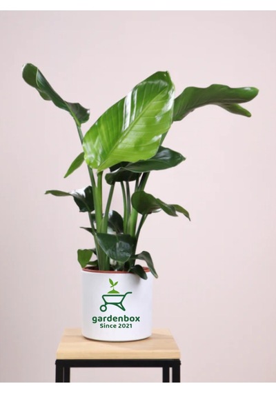 Büyük Boy Bodur Starliçe Regina 1 Adet Saksılı 60-80cm Strelitzia