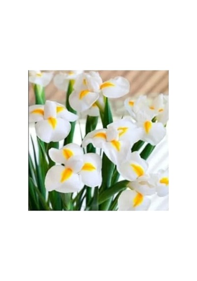 20 Adet Golden Beauty Iris Süsen Karışık Renkli Soğanı