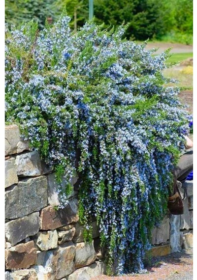 Yayılıcı Biberiye Rosmarinus Officinalis Prostratus 2 Adet