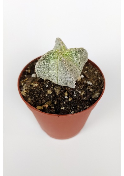 4 Lü Astrophytum Özel Tür Kaktüs Seti 5.5 Cm Saksıda
