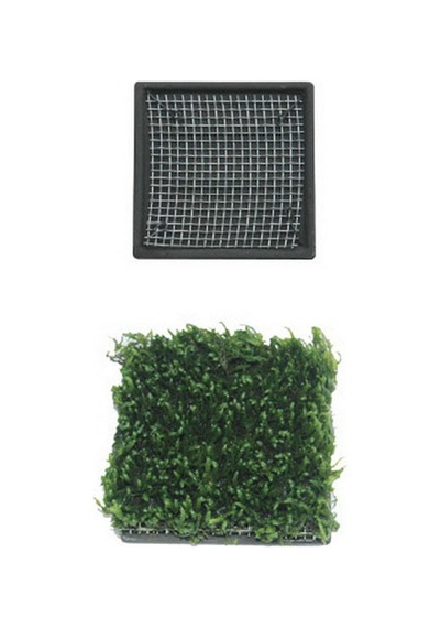 Cosmotex Ista Bitki Taban Seramik 5 Cm Kare