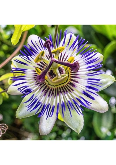 Passiflora Çiçeği Tohumu 5+ Tohum Çarkıfelek Çiçeği Tohumları Saksı Ve Bahçe Yetiştiriciliğine Uygu Diğer