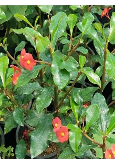 Kırmızı 1 Adet Milli Dikenler Tacı Çiçeği 15-30cm Saksılı Euphorbia