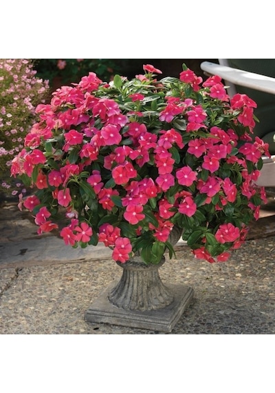 Vinca Rosea Deep Rose Rozet Çiçeği Tohumu 20 Tohum
