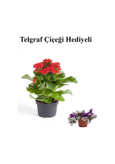 Sevgililer Gününe Özel Kırmızı Renk Kalanşo-emel Hanım Çiçeği Telgraf Hediyeli