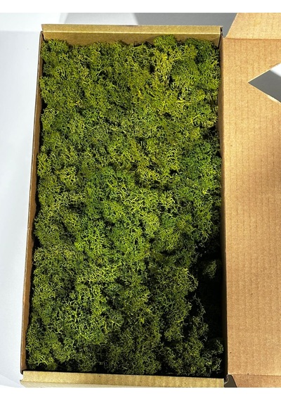 Reindermoss Şoklanmış Norveç Yosunu Terarium Yosunu Midium Green 5 Kg.