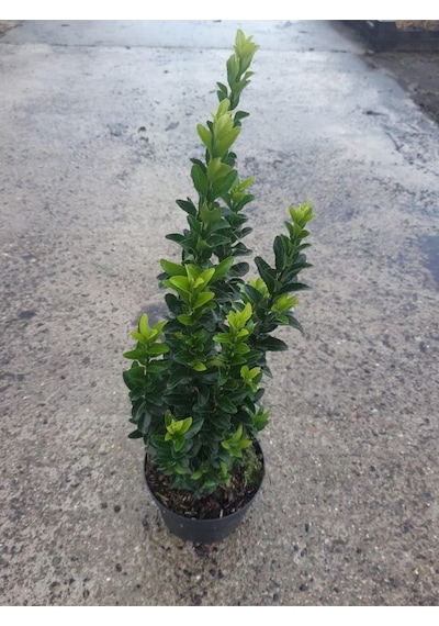 Çit İçin Uygun Yeşi Renk Taflan Fidanı 30-40cm 4 Adet Saksılı Bahçe Bitkisi