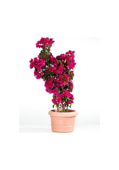Pembe Renk Gelin Begonvil Çiçeği 40-80 Cm+ Altuni Taflan Çit Bitkisi 2 'li Set