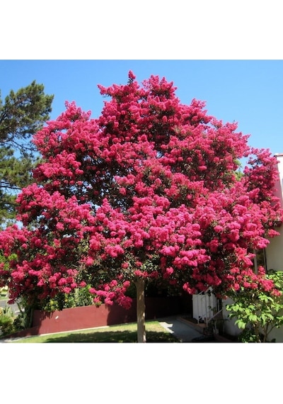 Videolu Hoş Kokulu 3 Adet Pembe Oya Ağacı Fidanı 30-65cm Tüplü\saksılı Lacebark Pine Sapling