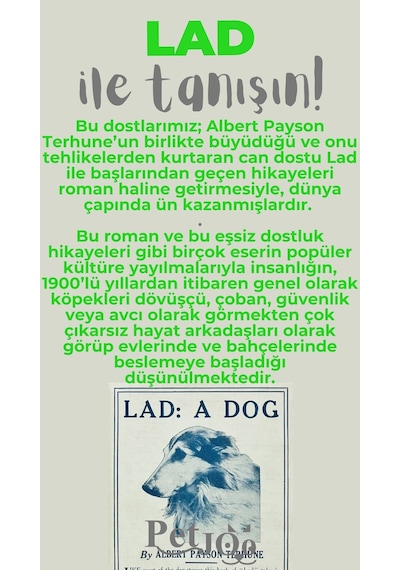 Petjoo 23.Lad Gri-Yeşil Qr'lı Köpek Künyesi