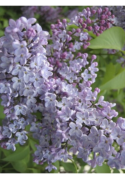 Lila Leylak Çiçeği 1 Adet Saksılı 120-150cm Leilac Flower