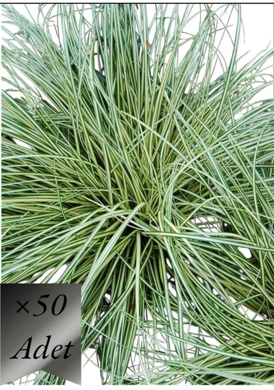 Alacalı Sarkık Carex Bitkisi x 50 ad