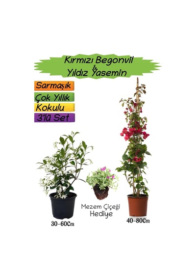 Kırmızı Renk Begonvil+kokulu Yıldız Yasemin+mezem Çiçeği 3'lü Peyzaj Seti