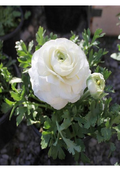 Videolu Mis Kokulu 1 Adet Beyaz Minyatür Gül 20-45cm Saksılı Miniature Rose