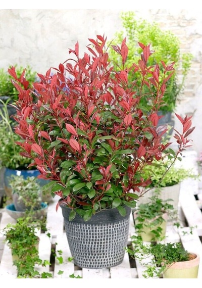 Bahçevilya 50-60 Cm Boyunda Alev Ağacı Photinia Fraseri Fidanı