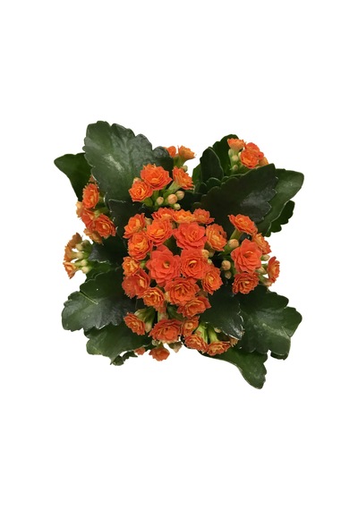 Kalanchoe Calandiva 'Orange' (Kalanşo Çiçeği) Ø10,5 CM Y15-20 CM