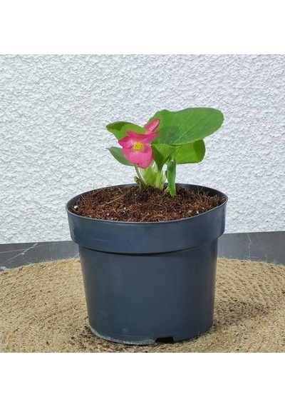 Begonya Şeker Pembe Begonia Xsemperflorens 10-20 Cm