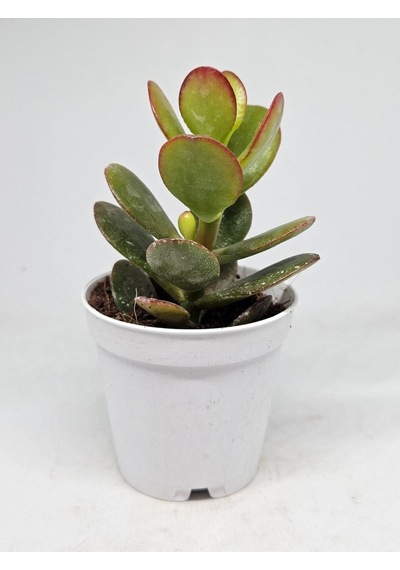 Crassula Ovata Sukulent-8691993070103