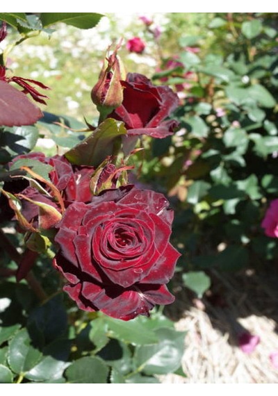 Videolu Yediveren Kokulu Bordo Renk 30 60 Cm 2 Adet Saksılı Aşılı Gül Burgundy Rose