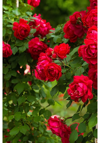 Videolu Kırmızı Sarmaşık Gül Fidanı 100-130 Cm Tüplü Dış Mekan Sarmaşık Red Climbing Rose Bush