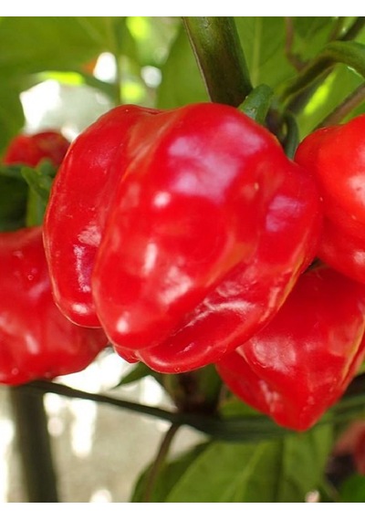 Rocotillo Pepper / 2500 Scoville - Gerçek Taze Acı Biber
