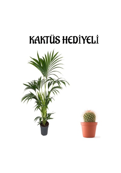 Canlı Yapraklı Areka-areca Salon Palmiyesi Sevgililer Gününe Özel Kaktüs Hediyeli