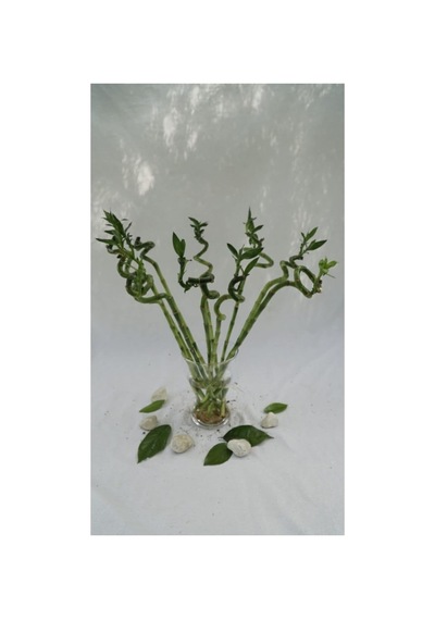 Bitki Fidanım Şans Bambusu 45-55 Cm 5 Adet Diğer