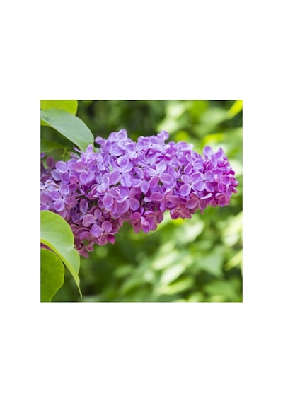 Syrınga Vulgaris Leylak Çiçeği Fidanı 10-20 Cm