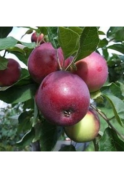 5 Yaş, Aşılı Elma Fidanı JERSEY MAC-YAZ ELMASI, Torbada, +120 Cm