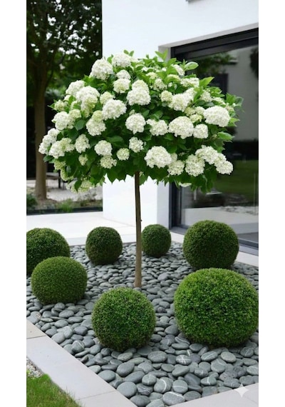 Green Angel Dolomit Çakıl Taşı Yeşil Beyaz Çizgili 6-10 Cm 5 Kg Dekoratif Bahçe Saksı Akvaryum Taşı