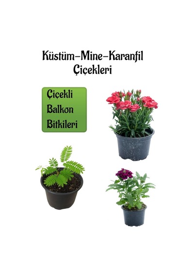 Küstüm Çiçeği 1 Adet 8/10cm +kırmızı Karanfil Çiçeği 10-15cm+mor Mine Çiçeği 10-15cm