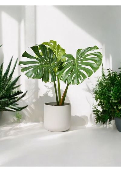 Deve Tabanı Monstera Dekoratif Saksıda 50-60 Cm