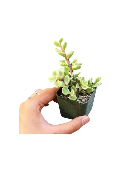 Yeşim Ağacı Çiçeği - Portulacaria Afra Variegata 10 Adet