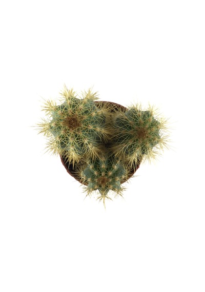 Pilosocereus Azureus Kaktüs Ø8,5 Cm Y10-15 Cm