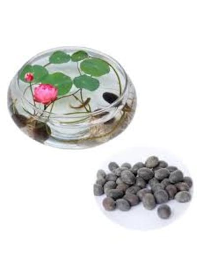 5 Adet Tohum Nadir Bulunan Karışık Kase Lotus Çiçeği Tohumu