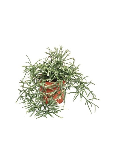Askılı Saksıda Spagetti Kaktüsü – Rhipsalis Pilocarpa