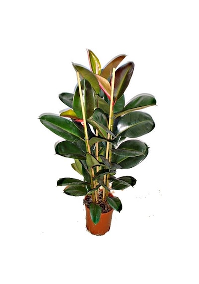 Videolu Kauçuk Bitkisi 1 Adet Saksılı 60-80 Cm Iç Mekan Salon Bitkisi Ficus Elastica