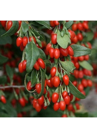 Tüplü Kırmızı Goji Berry Kurt Üzümü Fidanı 10 Adet