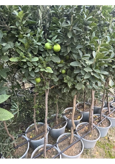 Saksıda ,meyve Veren ,aşılı Meksika Lime Limon Fidanı Boy 150-180cm