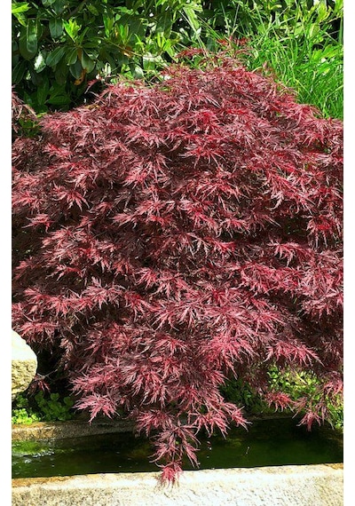 "kırmızı Yapraklı Japon Akçaağaç Fidanı - 40-50 Cm,
