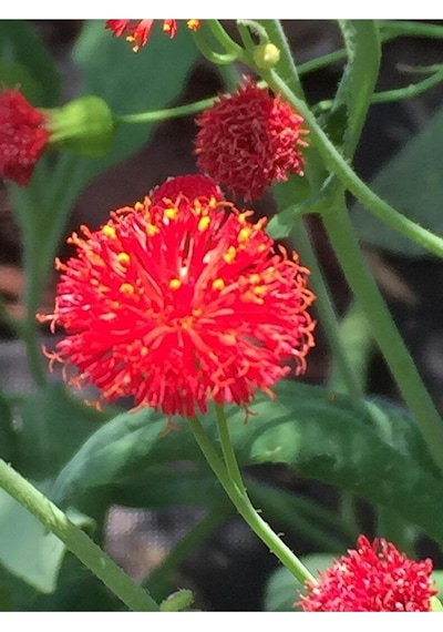 10 Adet Red Tassel Aster Tohumu