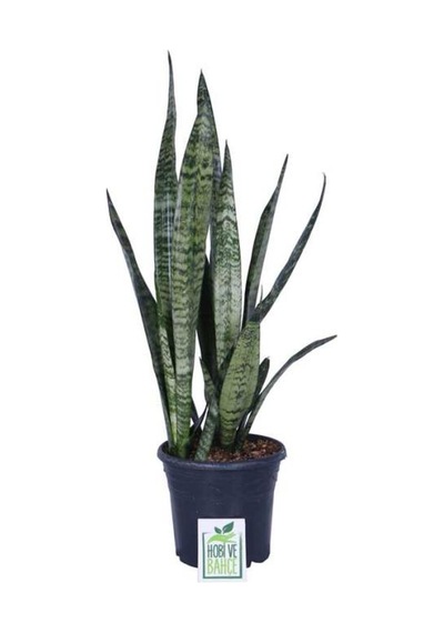 Peygamber Kılıcı Fidanı Paşa Kılıcı, Sansevieria 20-40 Cm