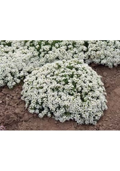 500+ Alyssum Beyaz Çiçekli Kar Bahçesi Tohumu N111914