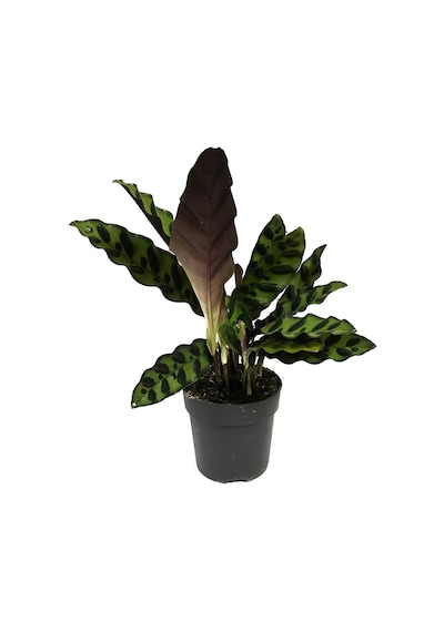 Calathea Lancifolia (Dua Çiçeği) Ø12 CM H25-30 CM