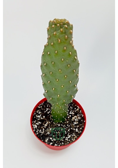 Consolea Rubescens İnce Uzun Kaktüs Özel Tür Yassı Sütun 8.5 Cm K