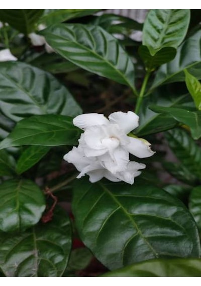 Videolu Kokulu Gardenya Bitkisi 25-40 Cm Saksılı/tüplü Dış Mekan Sarmaşık Bitkileri Jasminoides