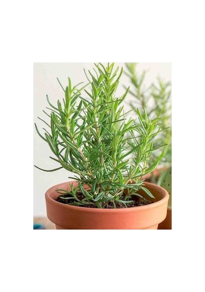 Saksılı 2 Adet Biberiye Fidanı 10-20 Cm