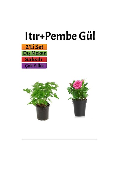 Yoğun Kokulu Itır + Pembe Gül Fidanı 10-15 Cm Saksılı Dış Mekan Bitkileri