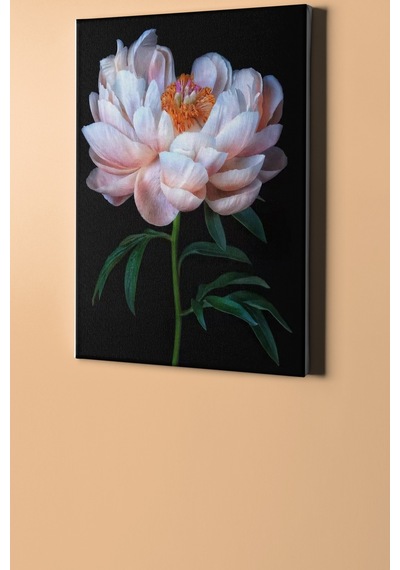 Webstyle Sayılarla Boyama Seti Kasnaklı Beyaz Şakayık 40 X 50 Cm